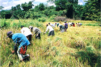 Farmers harvesting their first rice crop in the bio-farm